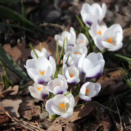 Krokus Prins Claus - Crocus chrysanthus - prodej cibulovin - 3 ks