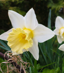 Narcis bílý Pueblo - Narcissus - prodej cibulovin - 3 ks