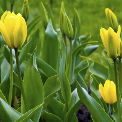 Tulipán Candela - Tulipa - prodej cibulovin - 3 ks