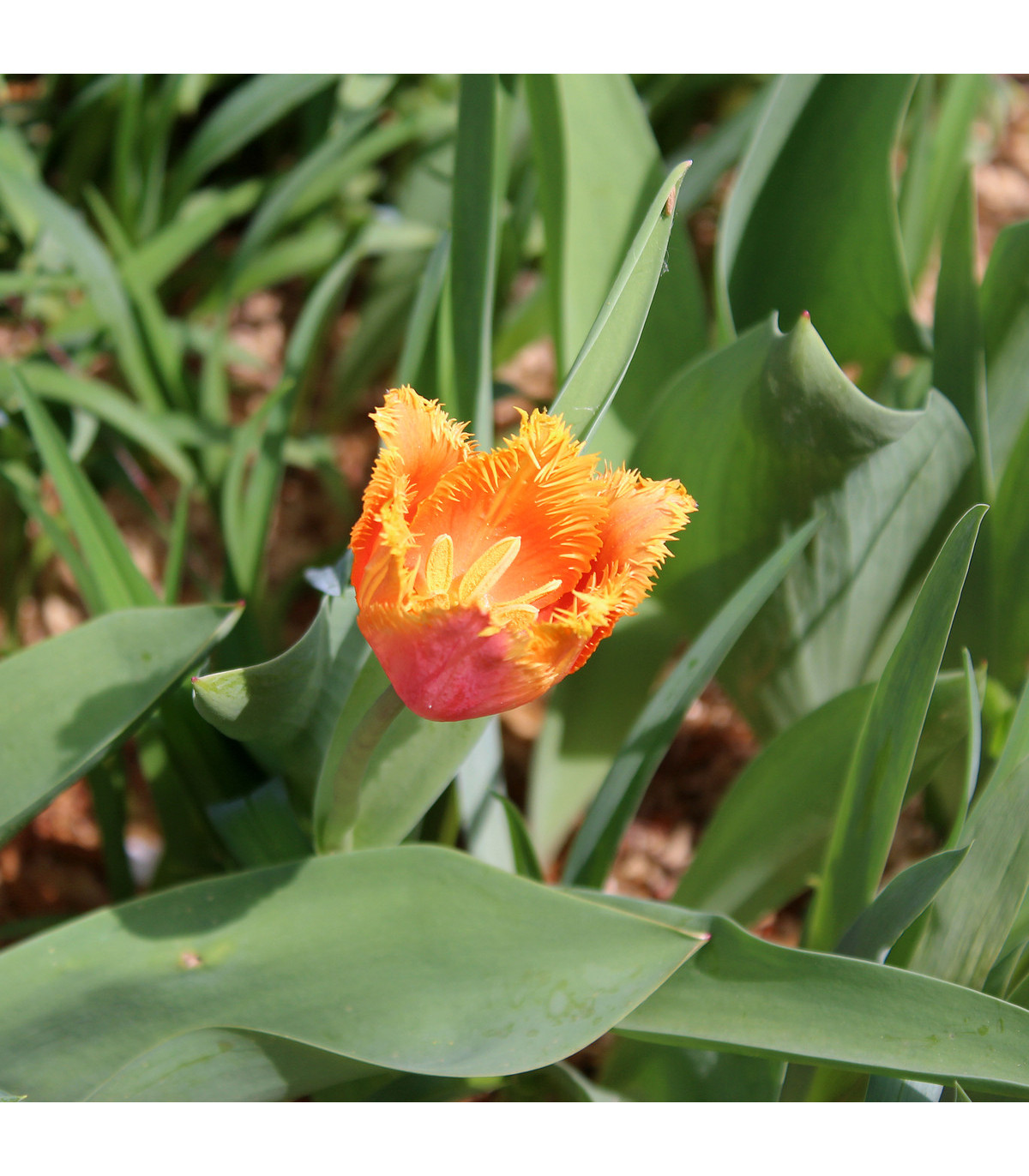 Tulipán Lambada - Tulipa - prodej cibulovin - 3 ks