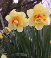 Narcis Tahiti - Narcissus L. - prodej cibulovin - 3 ks