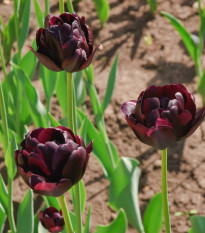 Tulipán Black Hero - Tulipa - prodej cibulovin - 3 ks