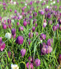 Řebčík kostkovaný - Fritillaria meleagris - prodej cibulovin - 3 ks