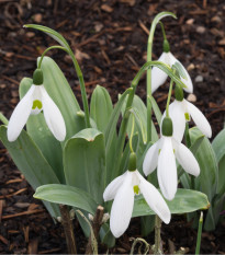 Elwésova sněženka - Galanthus elwesii - prodej cibulovin - 3 ks