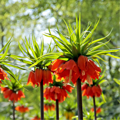 Řebčík královský William Rex - Fritillaria imperialis - prodej cibulovin - 1 ks
