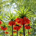 Řebčík královský William Rex - Fritillaria imperialis - prodej cibulovin - 1 ks