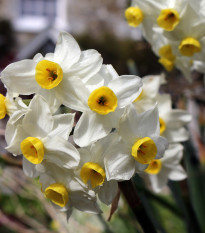 Narcis Minnow - Narcissus - prodej cibulovin - 3 ks