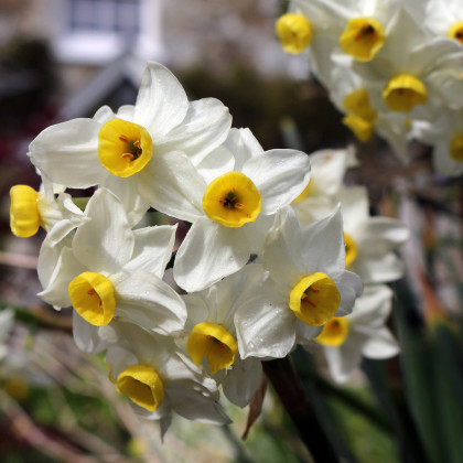 Narcis Minnow - Narcissus - prodej cibulovin - 3 ks