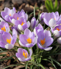 Krokus Tomasiniho Lilac Beauty - Crocus tommasinianus - prodej cibulovin - 3 ks