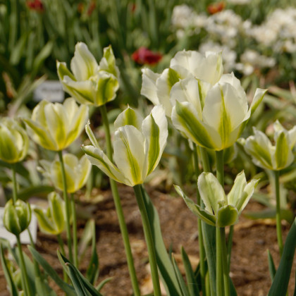 Tulipán Spring green - Tulipa spring green - prodej cibulovin - 3 ks