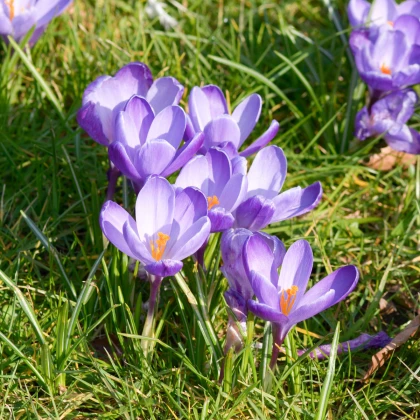 Šafrán setý - Crocus sativus - prodej cibulovin - 3 ks