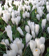 Krokus Jeanne d Arc - Crocus vernus - prodej cibulovin - 3 ks