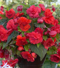 Begonie převislá Red Glory - Begonia odorata - prodej cibulovin - 2 ks