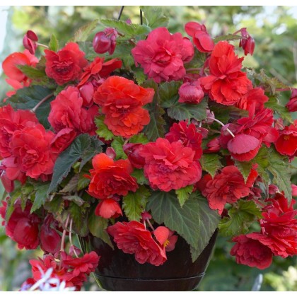 Begonie převislá Red Glory - Begonia odorata - prodej cibulovin - 2 ks