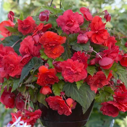 Begonie převislá Red Glory - Begonia odorata - prodej cibulovin - 2 ks