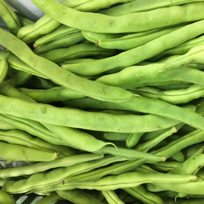BIO fazole Speedy - keříčková odrůda - Phassseolus vulgaris - prodej bio semen - 20 ks