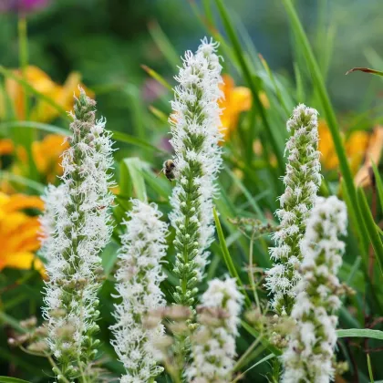 Šuškarda bílá Alba - Liatris spicata - prodej cibulovin - 5 ks