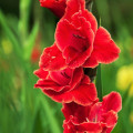 Gladiol Atom - Gladiolus - prodej cibulovin - 3 ks