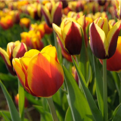 Tulipán Kees Nelis - Tulipa - prodej cibulovin - 3 ks