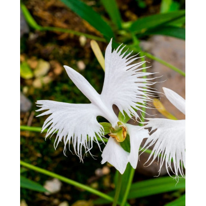 Ptačí orchidej - Habenaria radiata - prodej cibulovin - 1 ks