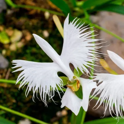 Ptačí orchidej - Habenaria radiata - prodej cibulovin - 1 ks