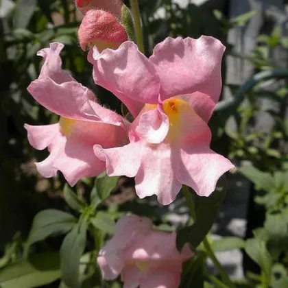 Hledík větší - Antirrhinum majus - prodej semen - 400 ks