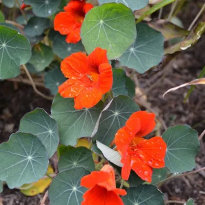 Lichořeřišnice Princess of India - Tropaeolum minus - prodej semen - 15 ks