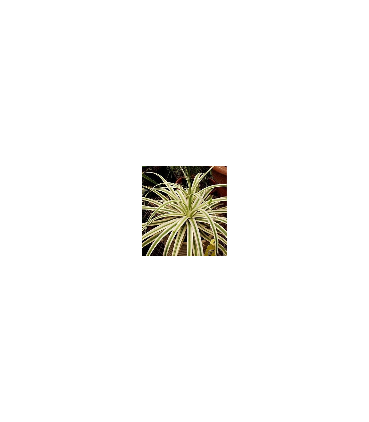Agáve- Agave bracteosa- semena Agáve- 10 ks