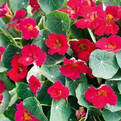 Lichořeřišnice růžová Baby deep rose - Kapucínka - Tropaeolum minus - prodej semen - 8 ks