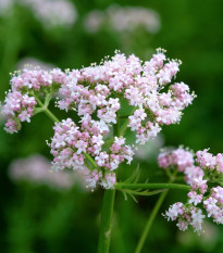 Kozlík lékařský - Valeriana officinalis - prodej semen - 150 ks