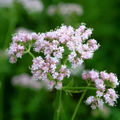 Kozlík lékařský - Valeriana officinalis - prodej semen - 150 ks