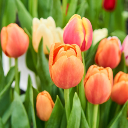 Tulipán Ice Cream pivoňkovitý - Tulipa - cibuloviny - 3 ks