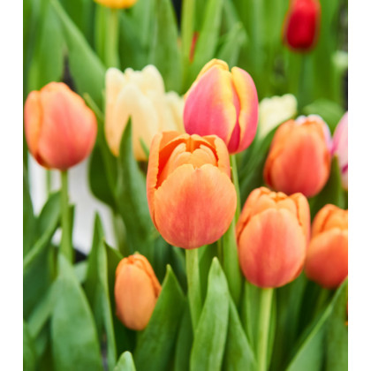 Tulipán Apricot Foxx - Tulipa - prodej cibulovin - 3 ks