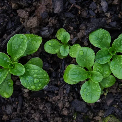 BIO Kozlíček polníček Vít - Vallerianella locusta - prodej bio semen - 100 ks