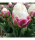 Tulipán Ice Cream - Tulipa - prodej cibulovin - 3 ks