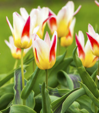 Tulipán Johann Strauss - Tulipa - prodej cibulovin - 3 ks