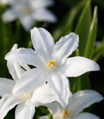 Ladonička zářící bílá - Chionodoxa luciliae alba - prodej cibulovin - 5 ks