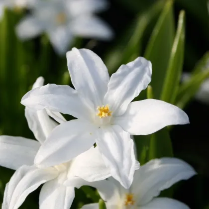 Ladonička zářící bílá - Chionodoxa luciliae alba - prodej cibulovin - 5 ks