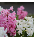 Hyacinty směs barev - Hyacinthus - prodej cibulovin - 4 ks