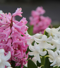 Hyacinty směs barev - Hyacinthus - prodej cibulovin - 4 ks