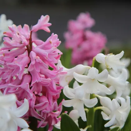 Hyacinty směs barev - Hyacinthus - prodej cibulovin - 4 ks