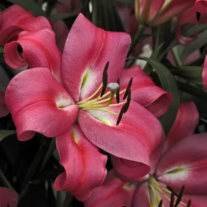 Lilie Robina - Lilium - prodej cibulovin - 1 ks