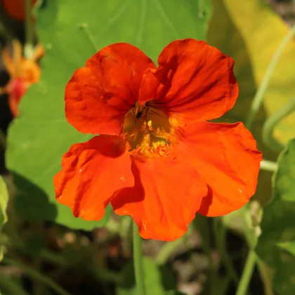 Lichořeřišnice Jewel Cherry Rose - Kapucínka - Tropaeolum minus - prodej semen - 10 ks