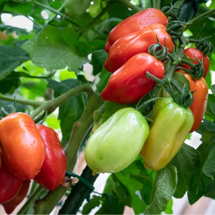 BIO Rajče San Marzano - Solanum lycopersicum - prodej bio semen - 7 ks