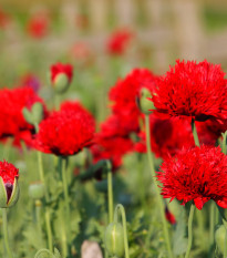 Mák Scarlet Peony - Papaver somniferum - prodej semen - 150 ks