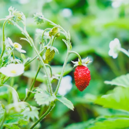 Jahodník lesní Tubby Red - Fragaria vesca - prodej semen - 15 ks