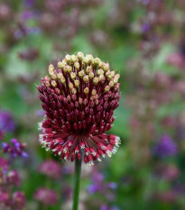 Okrasný česnek Red Mohican - Allium amethystinum - prodej cibulovin - 1 ks