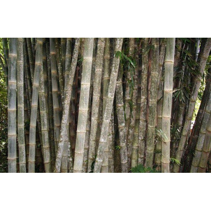 Bambus nejvyšší - Dendrocalamus giganteus - semena Bambusu - 2 ks