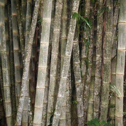 Bambus nejvyšší - Dendrocalamus giganteus - semena Bambusu - 2 ks