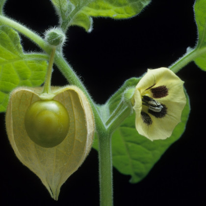 Mochyně ojíněná Ananas - Physalis pruinosa - prodej semen - 200 ks
